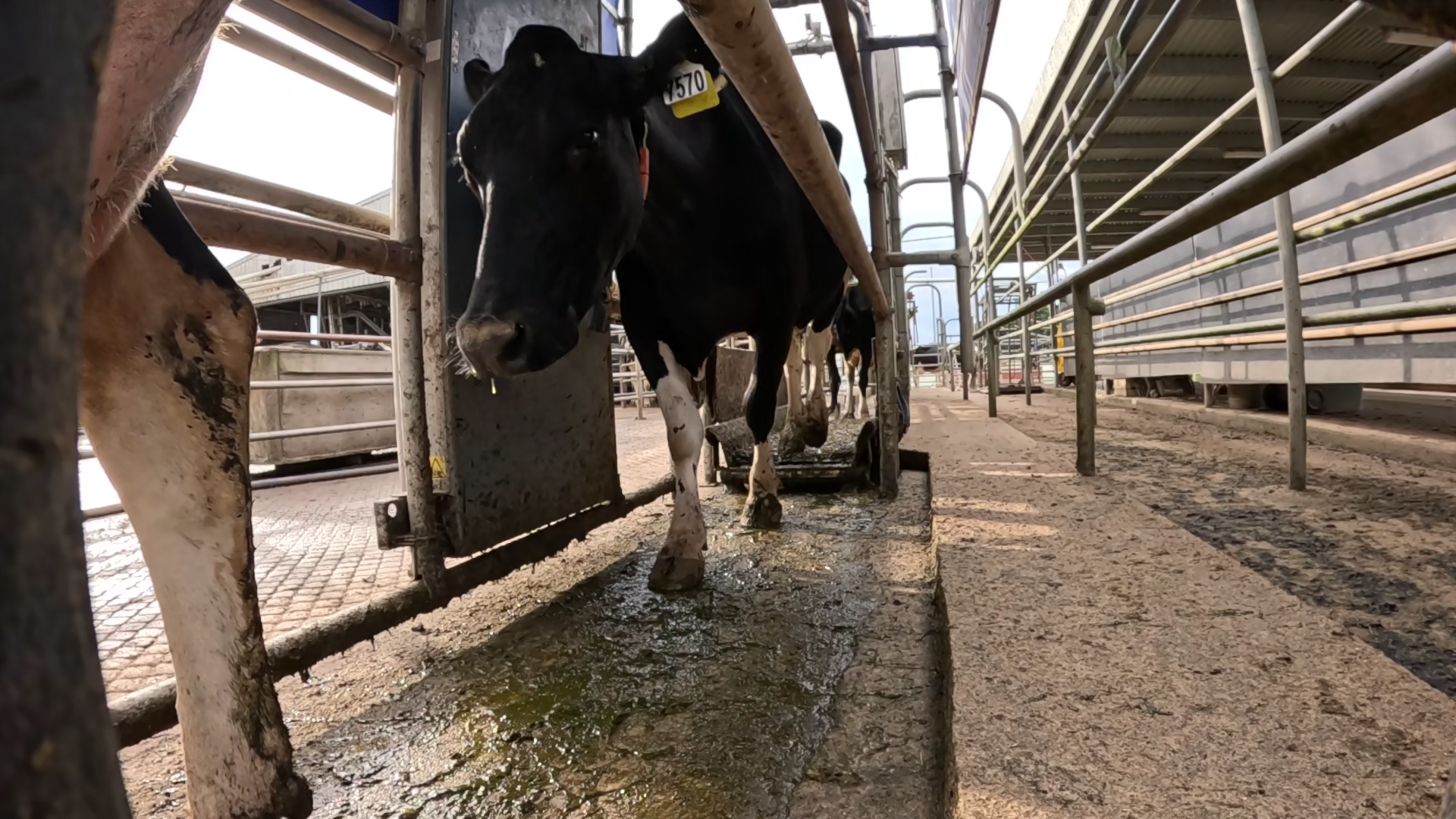 Cow_ID_detection Object Detection Dataset by TextID