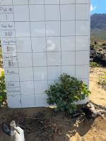 Plant_Analysis project thumbnail