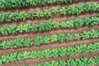 Tobacco project thumbnail