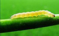yellow rice borer project thumbnail