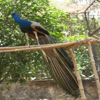 animal and birds detection project thumbnail