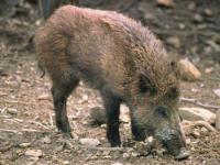 wildlife project thumbnail