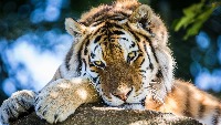 Animal detector project thumbnail
