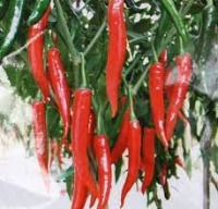 Chilli project thumbnail