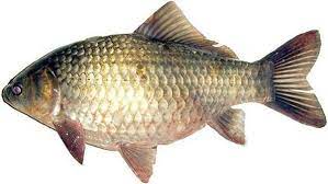 Sky Lab Roboflow Universe