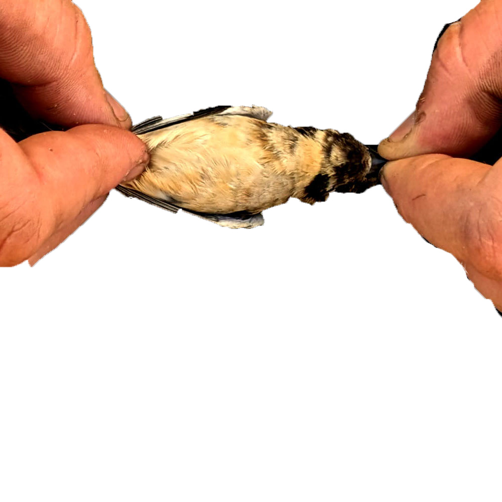 birds segmentation 3 Semantic Segmentation Dataset by My projects