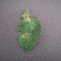 plant disease detection project thumbnail