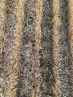 wheat stubble project thumbnail