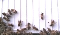 DetectionDroneWorkerHornet project thumbnail