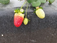 Strawberry Ripe Paper ICOAILO project thumbnail