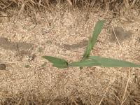 Corn seedlings project thumbnail
