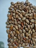 Kidney Bean project thumbnail