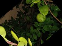 lime detection Faster Rnn project thumbnail