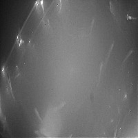shrimp_detection project thumbnail
