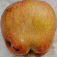 Apple Grading project thumbnail