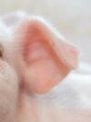 Ears Swine project thumbnail