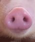 Object Detection Nose project thumbnail