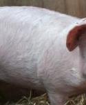 Swine Body project thumbnail