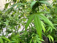 10. Disease-Free Leaves 1071 project thumbnail