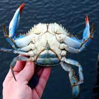 detection-male-femelle-crab project thumbnail