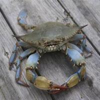 detect-bluecrab-nonbluecrab project thumbnail