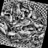 crabe_bleu_detection project thumbnail