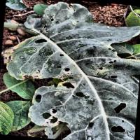 Alternaria Leaf Spot project thumbnail
