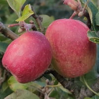 Little Apple Mask Image project thumbnail