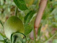 Tomato Ripeness Detection project thumbnail