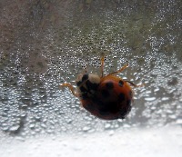 Bug project thumbnail