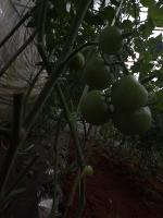 original tomato project thumbnail