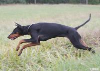 Doberman project thumbnail