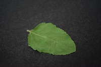Basil Leaf project thumbnail