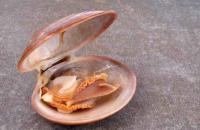 vongole_detection_hd project thumbnail