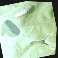 Dataset Image