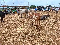 Cow_Dataset project thumbnail