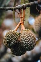 Durian_Rambutan project thumbnail