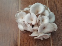 Oyster Mushroom 016 project thumbnail