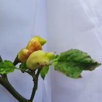 CHILI PLANT DISEASE DETECTION project thumbnail