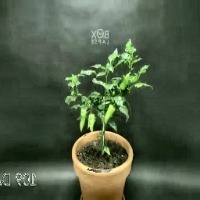 Plant growth monitoring project thumbnail