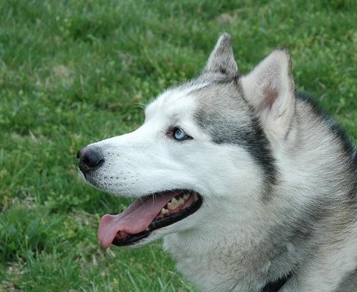 SIBERIAN HUSKY Object Detection Dataset by PA DOGS DATASET