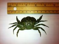 crabs project thumbnail