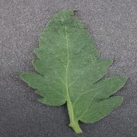 crop-disease-detection project thumbnail