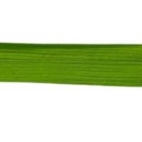 Rice Crop project thumbnail