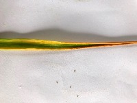 Rice Leaf Disease project thumbnail