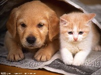 catdogtest project thumbnail