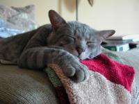 Cat_Dog project thumbnail