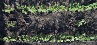 WEED Detection project thumbnail