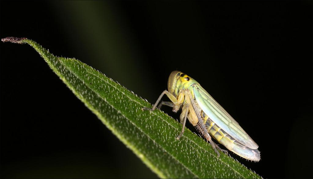 Grasshopper Object Detection Dataset by nic