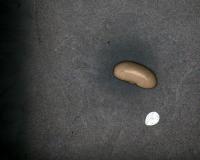 bean-species-classification project thumbnail